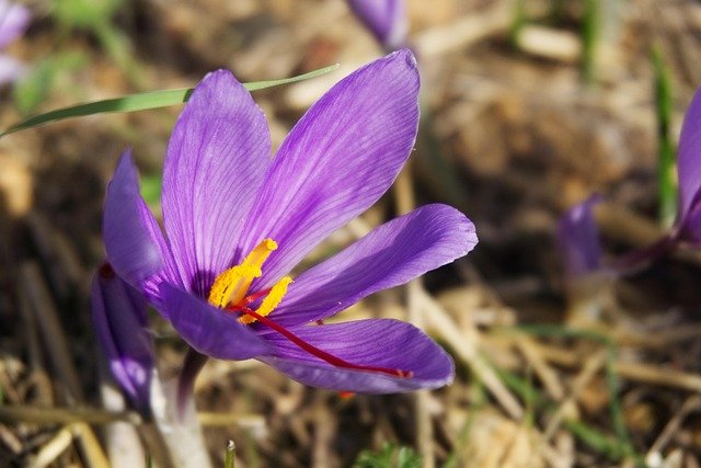 saffron, crocus sativus, beautiful flowers, saffron flower, nature, flower background, fall, flower wallpaper, spice, flower