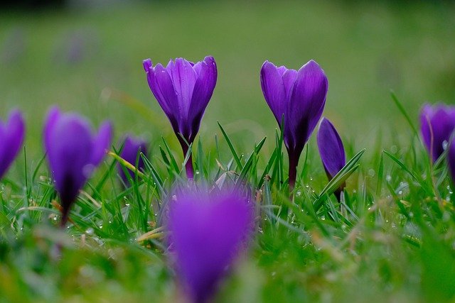 purple, violet, flower background, crocuses, flowers, saffron, flower wallpaper, flora, spring, nature, bloom, beautiful flowers, garden, meadow, close up