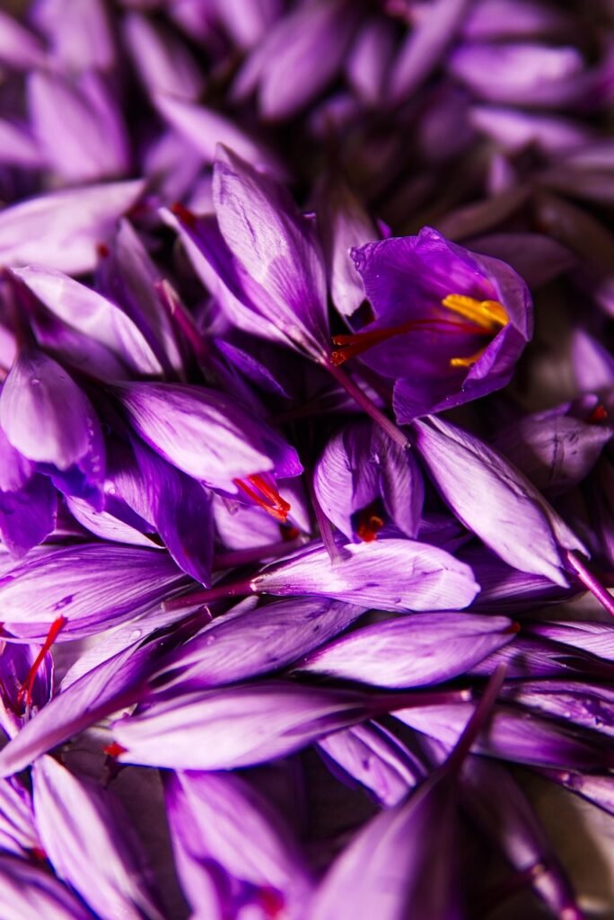 saffron, spice, pistils, pistils of saffron, harvest, flowers, flower wallpaper, red gold, health, plantation, nature, beautiful flowers, poitiers, flower background, crocus sativus, fall, condiments, colorful foods, power
